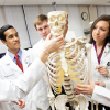 Students gathered around a skeleton