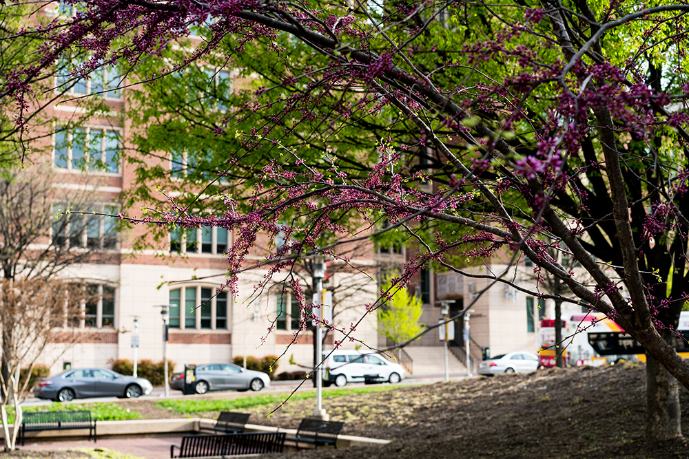 Spring blossoms on trees outside of the Carey School of Law building