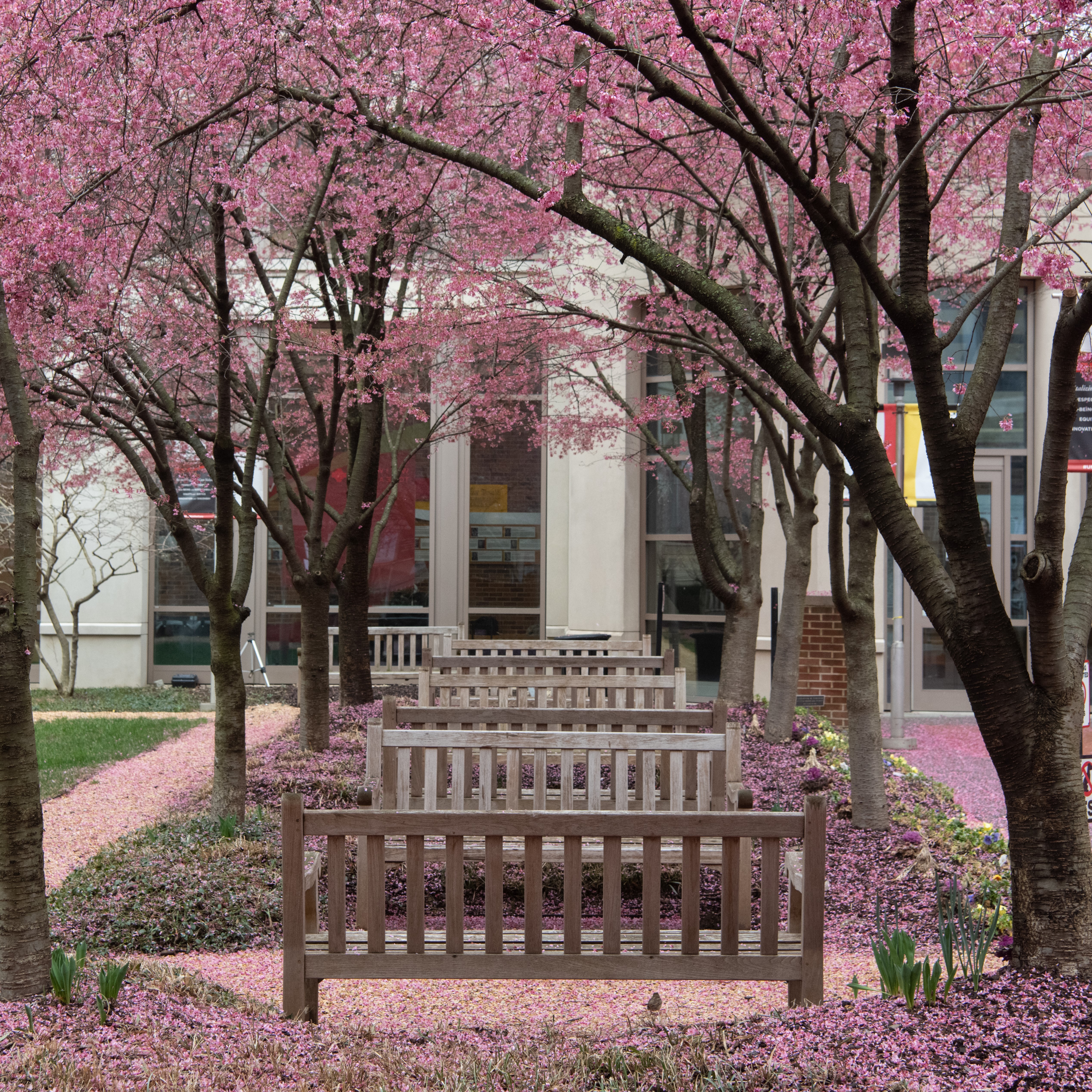 School of Nursing courtyard in the spring.