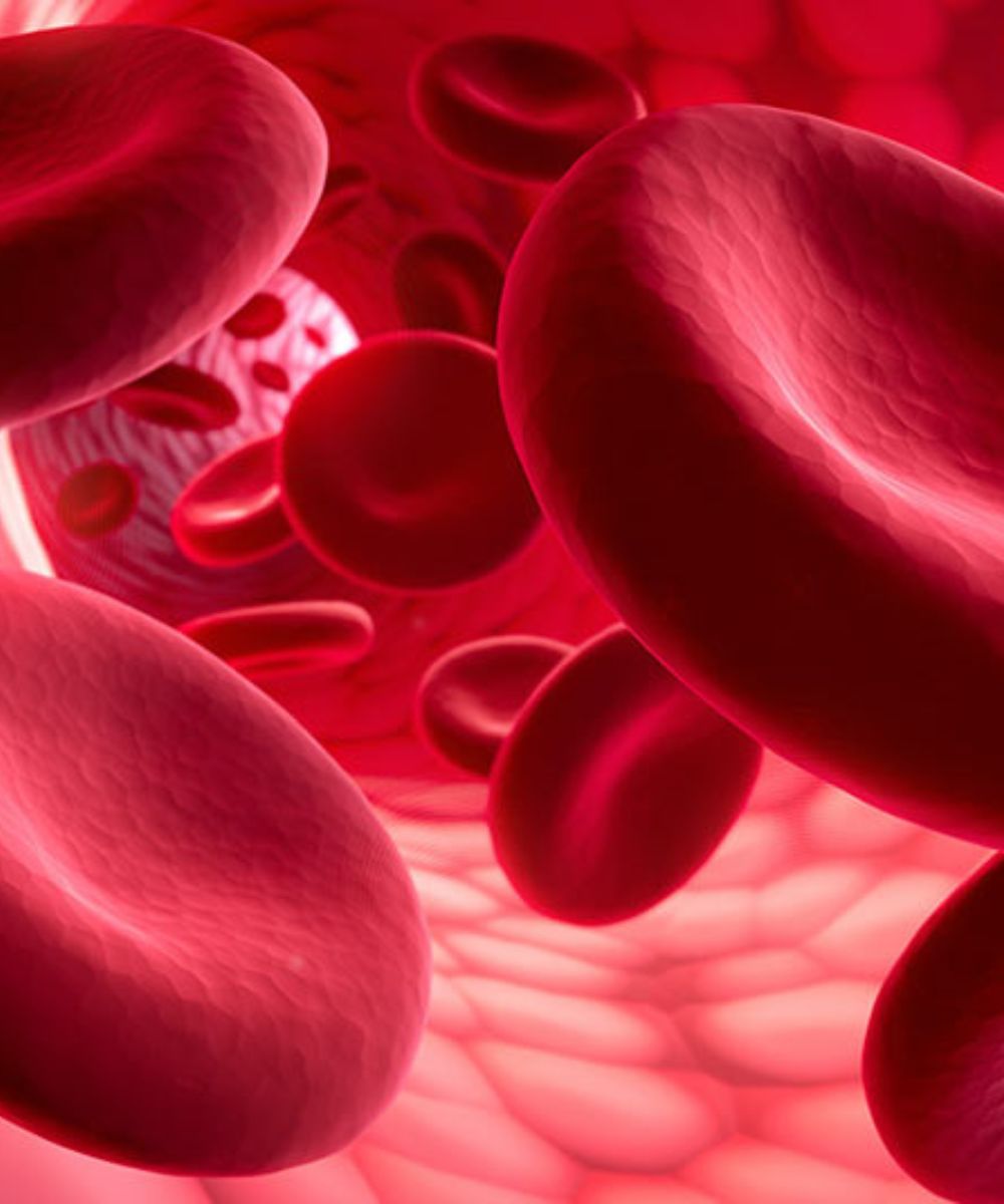 Hemoglobin cells in a blood vessel