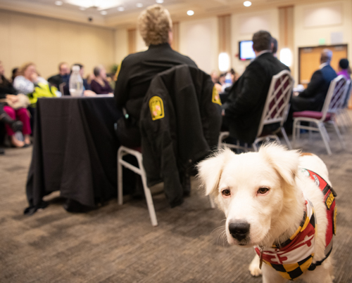 K-9 comfort dog Archie wanders during the Shared Governance Town Hall.
