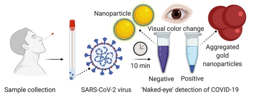 A nasal swab containing a test sample is mixed with a simple lab test. It contains a liquid mixed with gold nanoparticles attached to a molecule that binds to the novel coronavirus. If the virus is present, the gold nanoparticles turn the solution a deep blue color (bottom of the tube) and a precipitation is noticed. If it is not present, the solution retains its original purple color.  