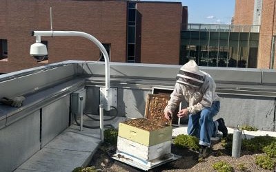 Beekeeper Bill Castro attends to hive installed on the seventh-floor green roof of the Health Sciences Research Facility III (HSRFIII).