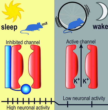 The BK Channels of the Mouse: Mice sleep during the day, when BK channels should be inhibited. This daytime BK channel inhibition results in high neuronal activity that leads to sleep. At night, BK channels become active, passing potassium (K+) current.