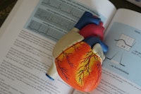 a model of a human heart on top of a textbook