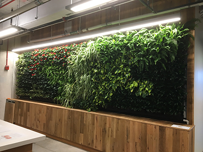 D&C Green Wall in the Lexington Building