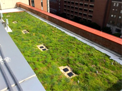 Green Roof on Health Sciences Research Facility III