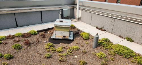 bee hives on green roof