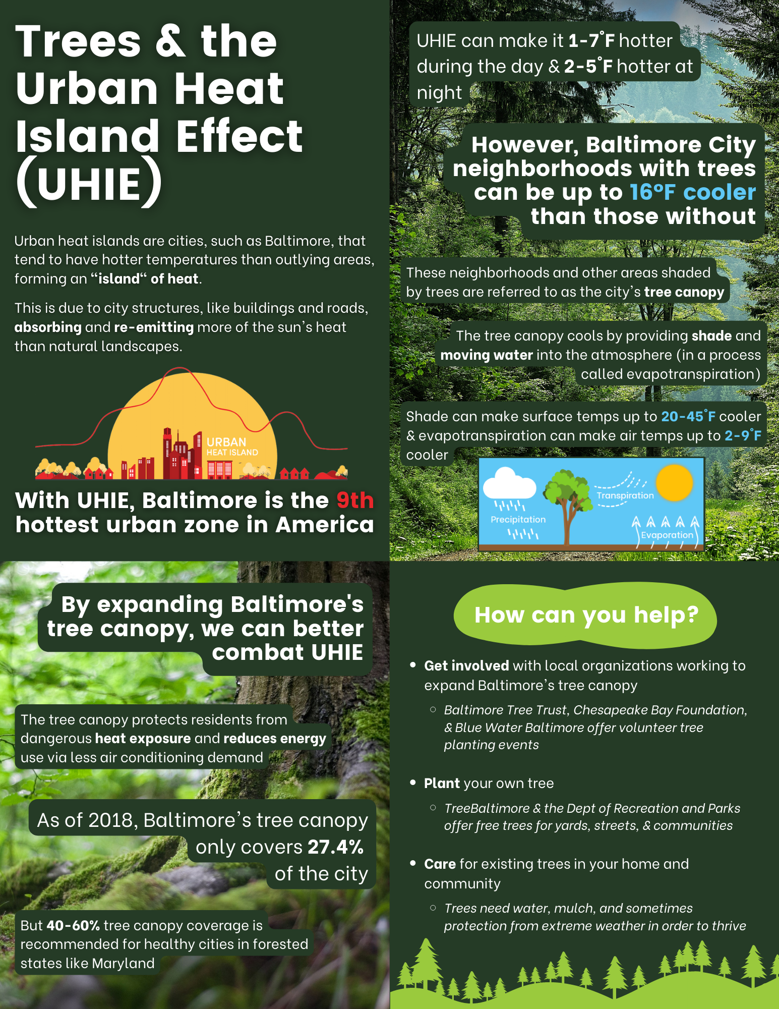 Infographic flyer explaining the benefits of trees as it pertains to urban heat island effect