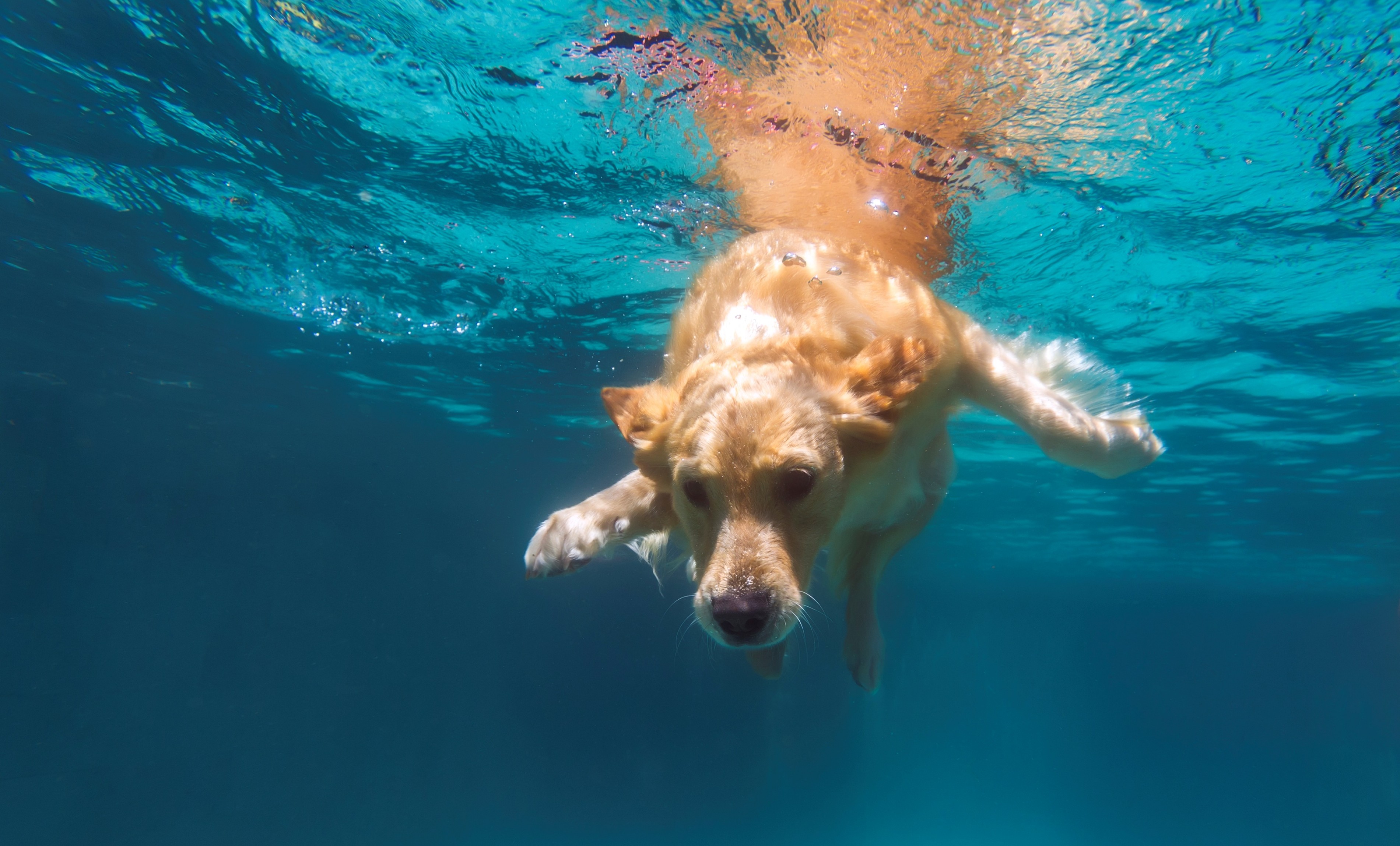 Dog swimming in a pool