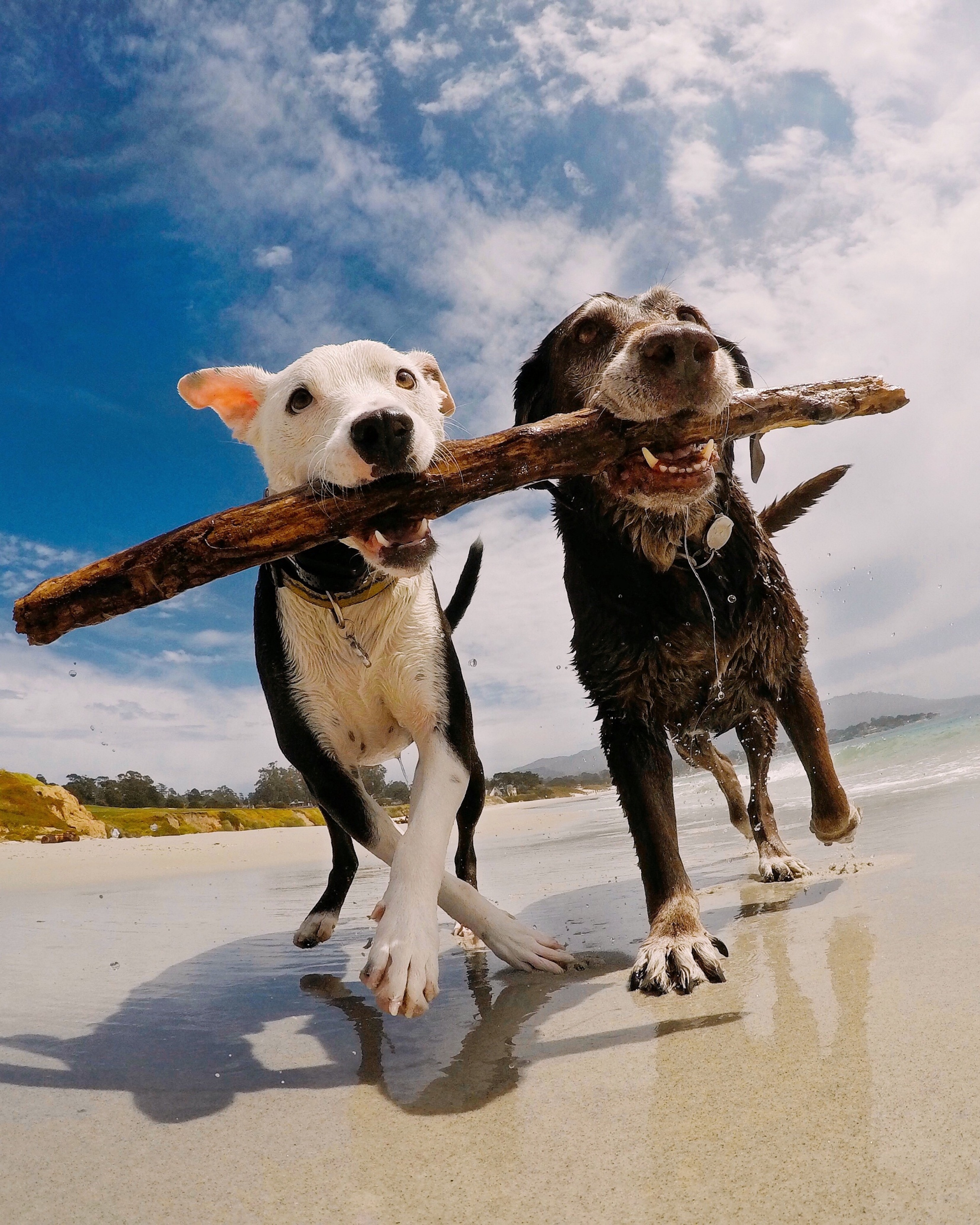 Dogs on a beach sharing a stick